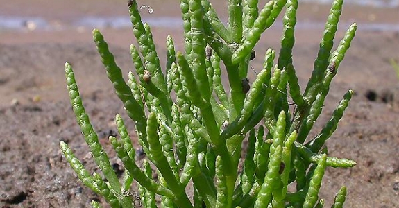 sarcocornia-fruticosa