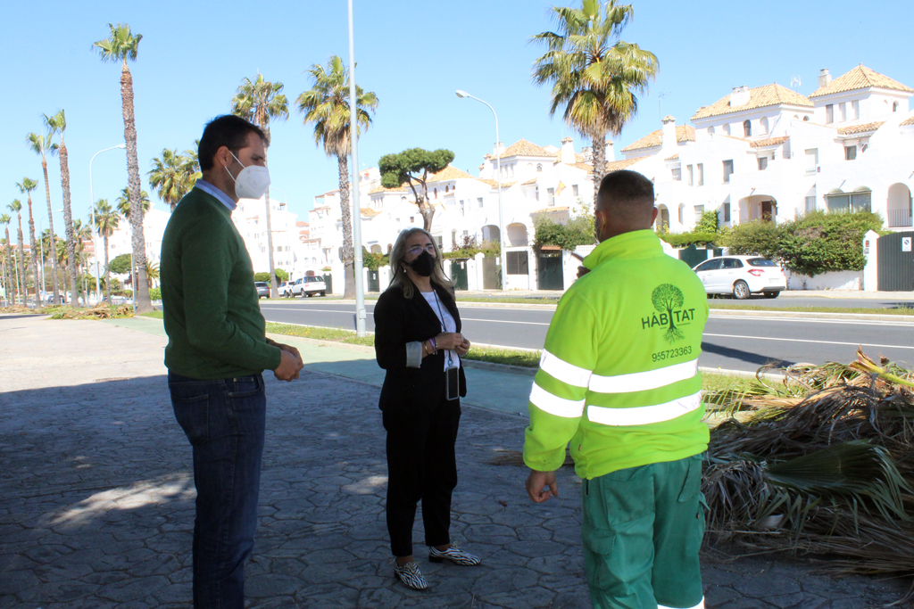 El Ayuntamiento de Cartaya acomete la poda de las palmeras y arbolado en Nuevo Portil.